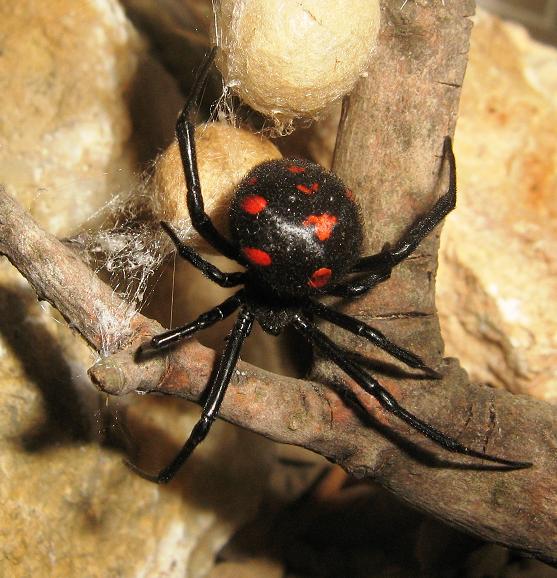 La vedova nera - Latrodectus tredecimguttatus